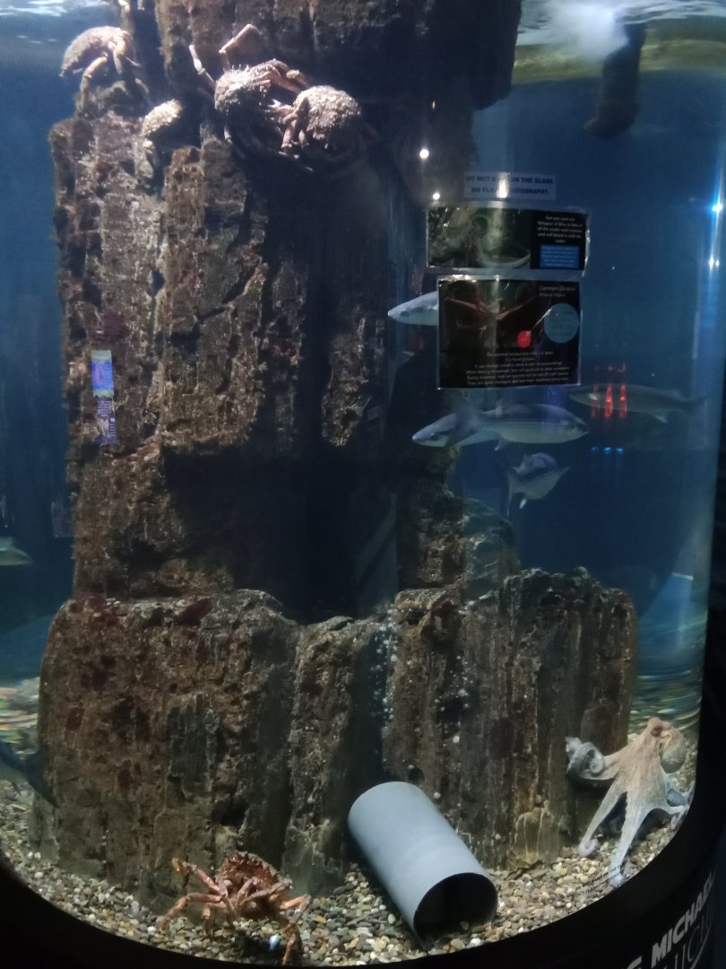 European Spider Crab, Common Octopus and Fish Species, 3.5.25