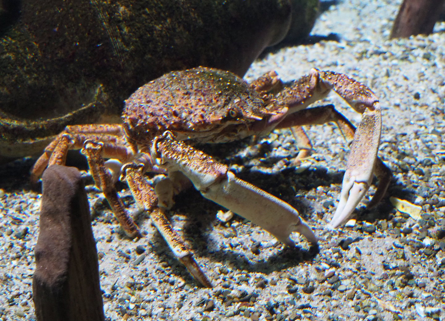 European spider crab (Maja squinado), 2019-12-30