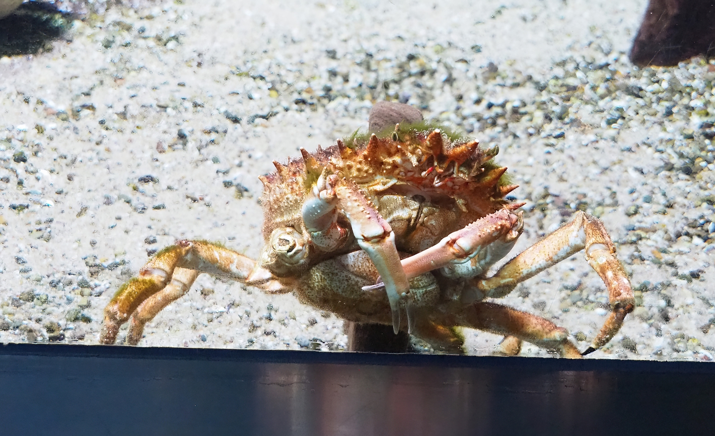 European spider crab (Maja squinado), 2022-10-29