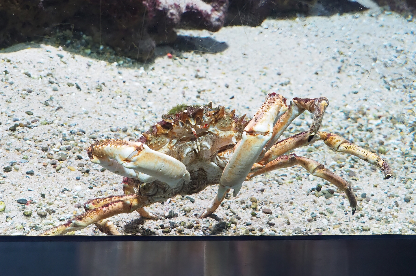 European spider crab (Maja squinado), 2023-07-02
