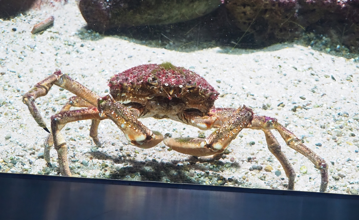 European spider crab (Maja squinado), 2023-07-02