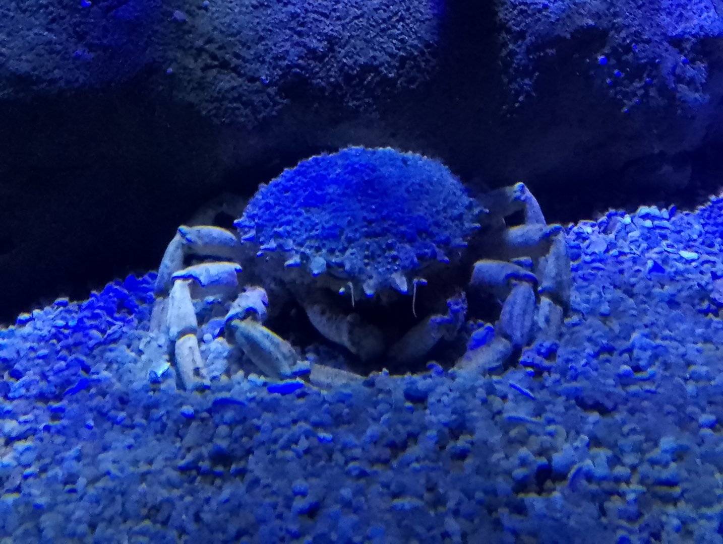 European spider crab