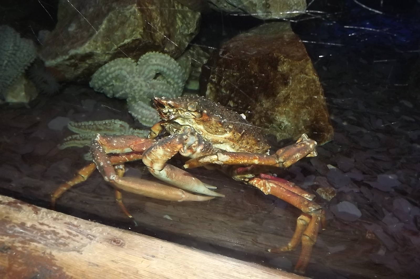 European Spiny Crab at SEA LIFE Blackpool 30/06/12