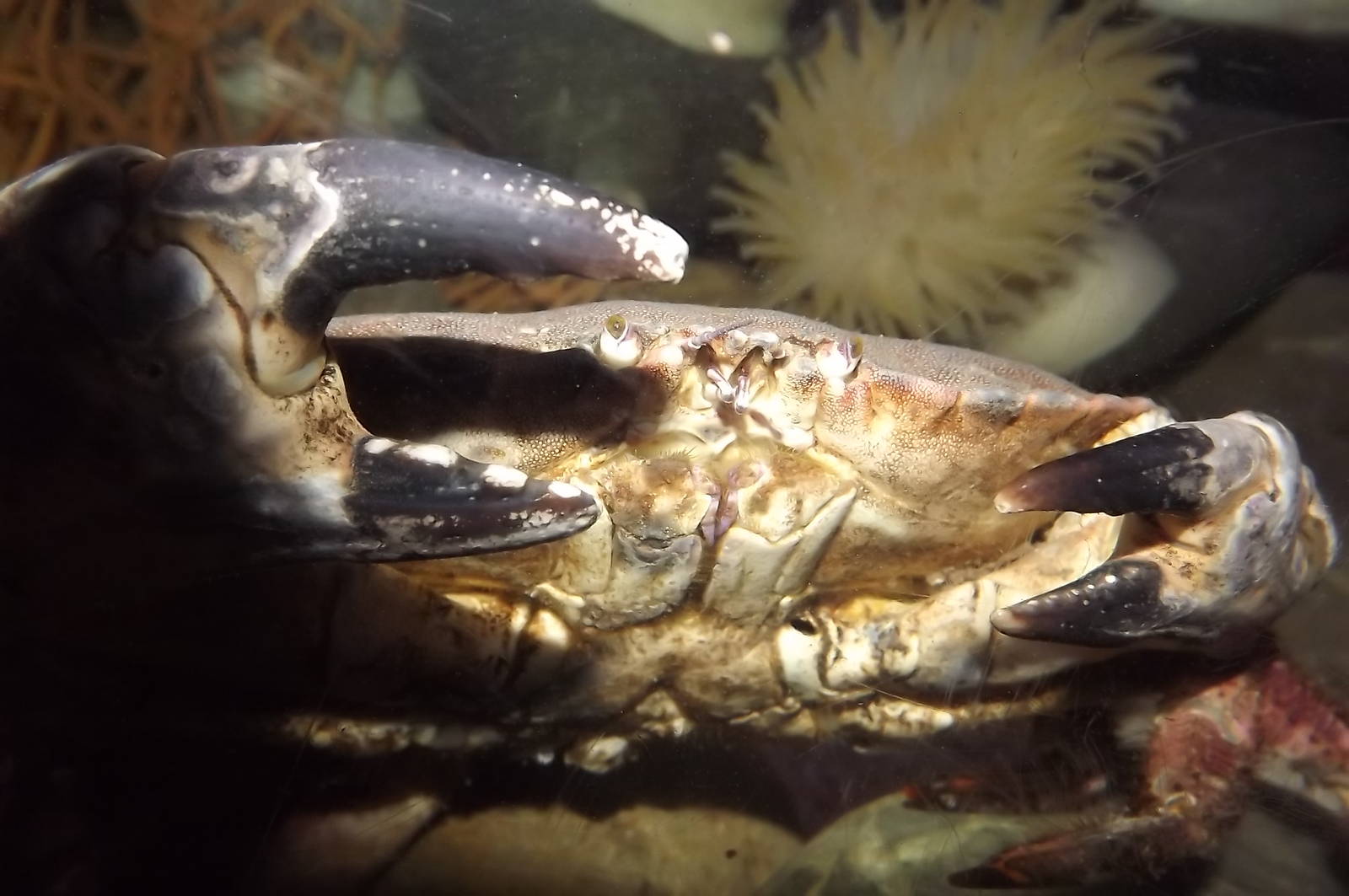 European Spiny Crab at SEA LIFE Blackpool 30/06/12