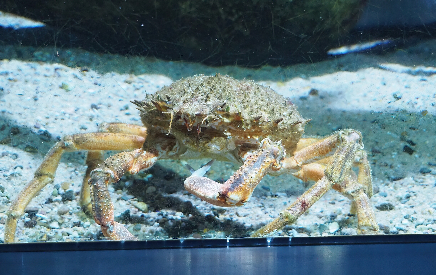 European spiny crab (Maja squinado), 2022-08-16