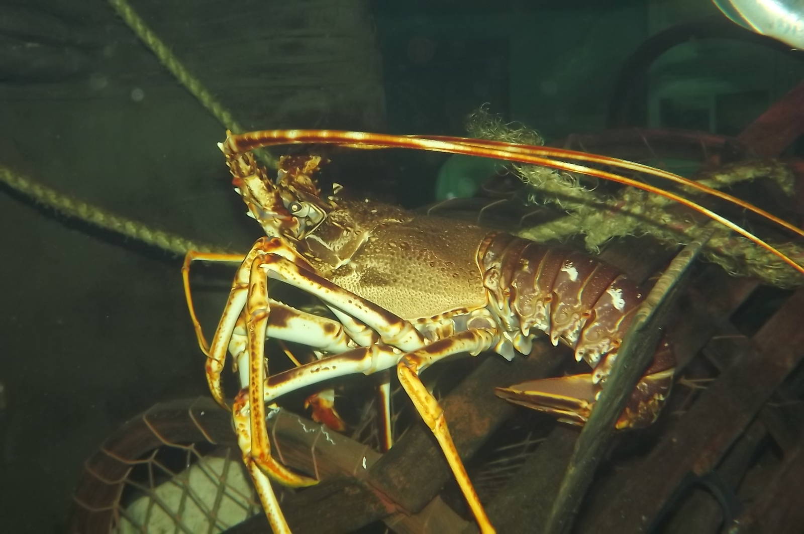 European Spiny Lobster at SEA LIFE Blackpool 30/06/12