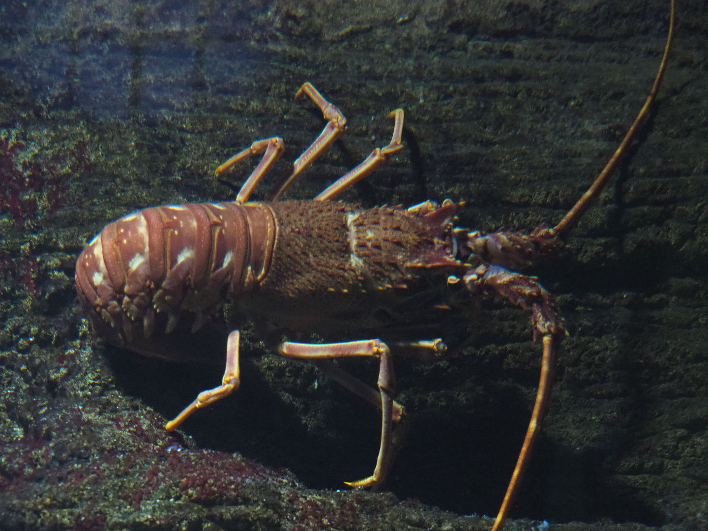 European spiny lobster (Palinurus elephas), 2020-09-20