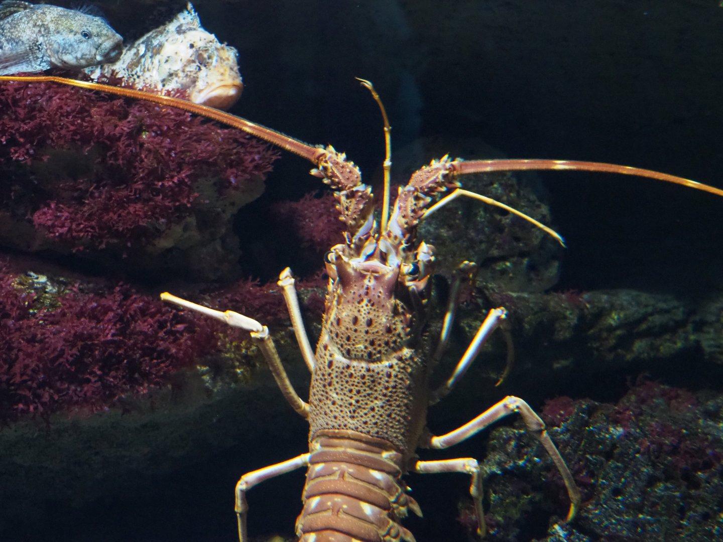 European spiny lobster (Palinurus elephas), 2021-06-12