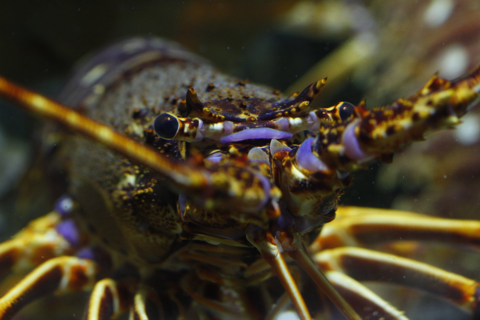 European spiny lobster (Palinurus elephas)