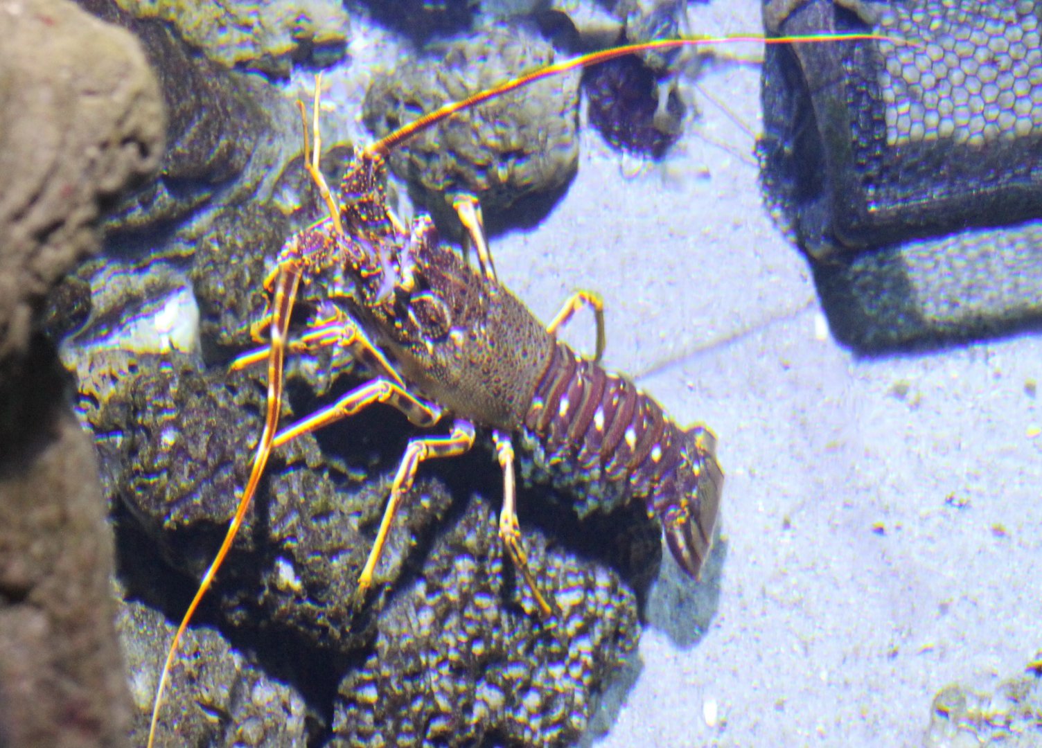 European Spiny Lobster (Palinurus elephas)