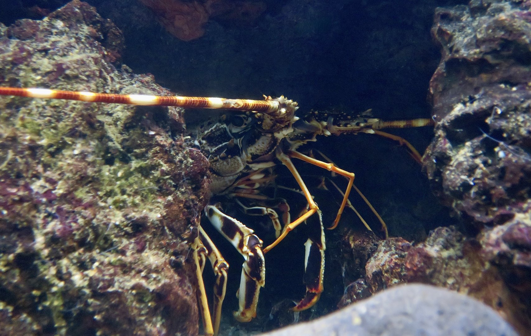 European Spiny Lobster (Palinurus elephas)