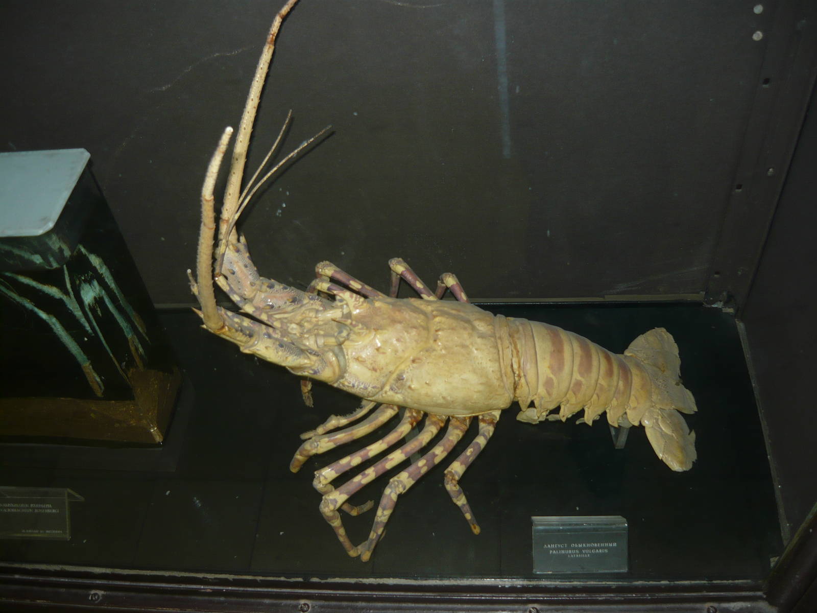 European spiny lobster (Palinurus vulgaris)