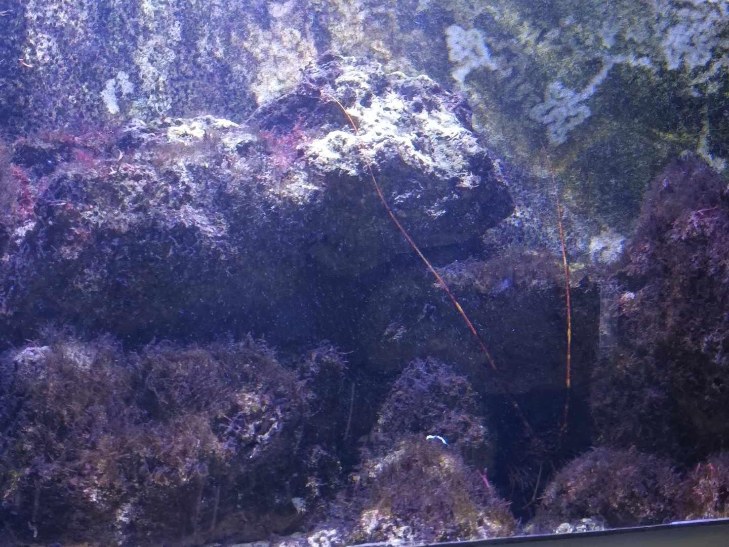 European Spiny Lobster Tank