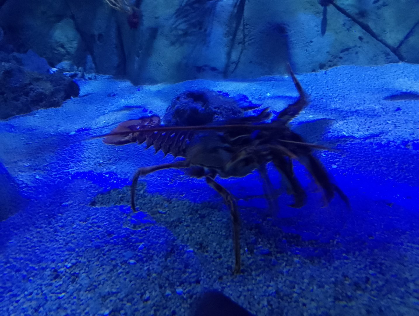 European spiny lobster