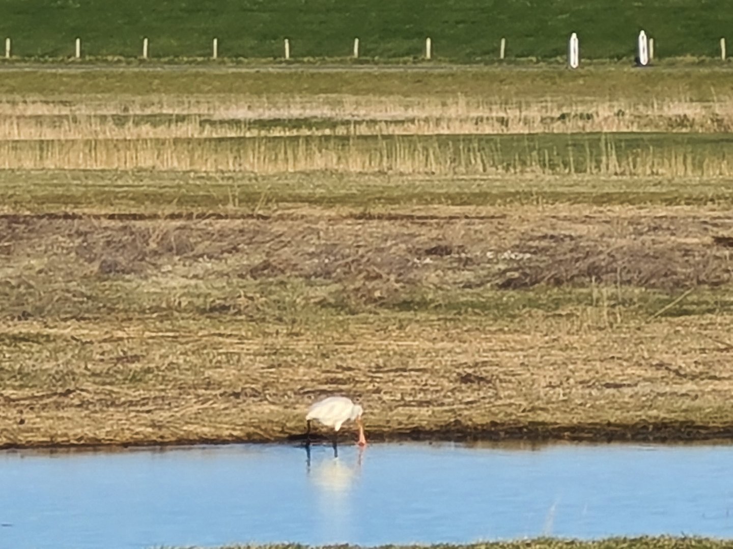 European spoonbill on Texel