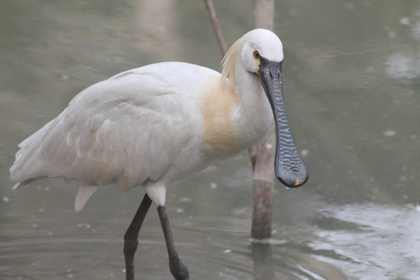 European spoonbill (Platalea leucorodia)