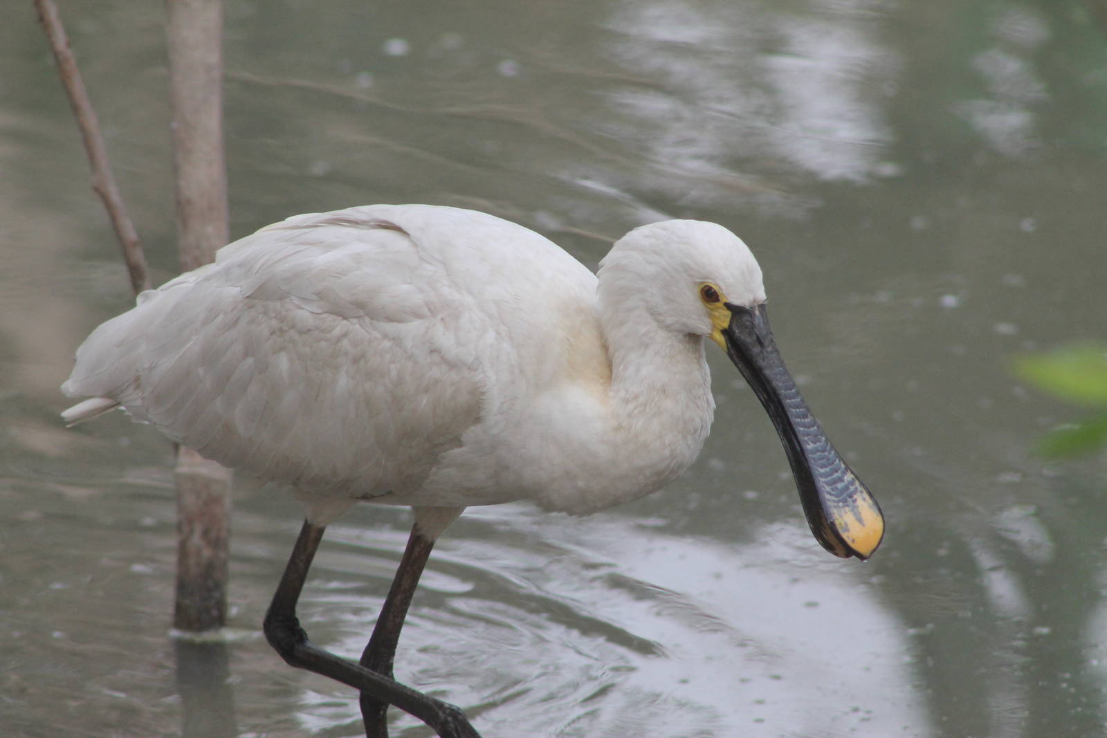 European spoonbill (Platalea leucorodia)