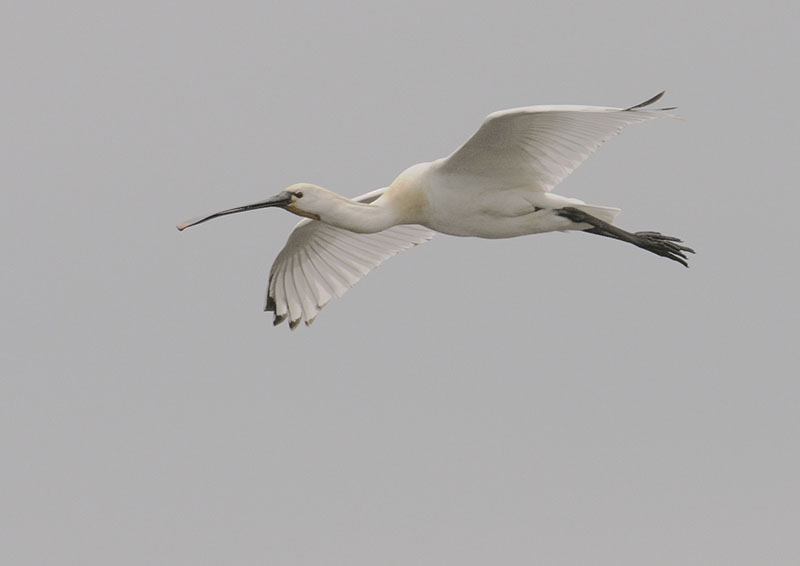European spoonbill