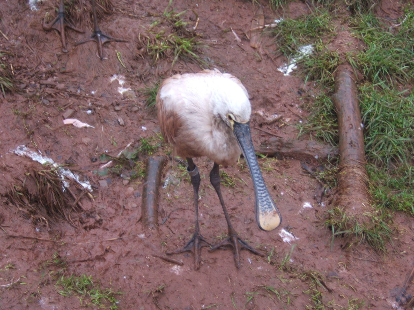European Spoonbill