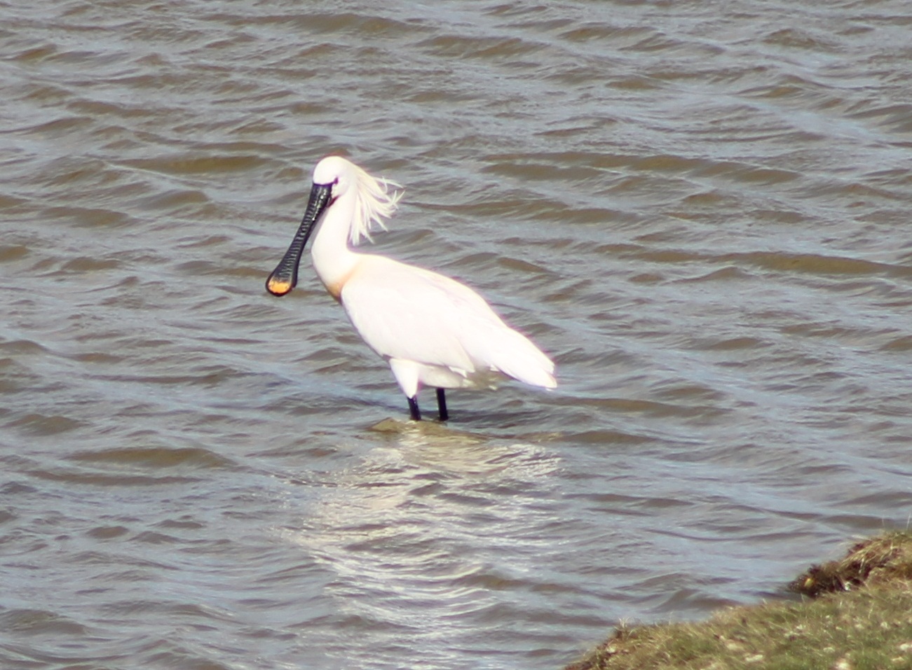 european spoonbill