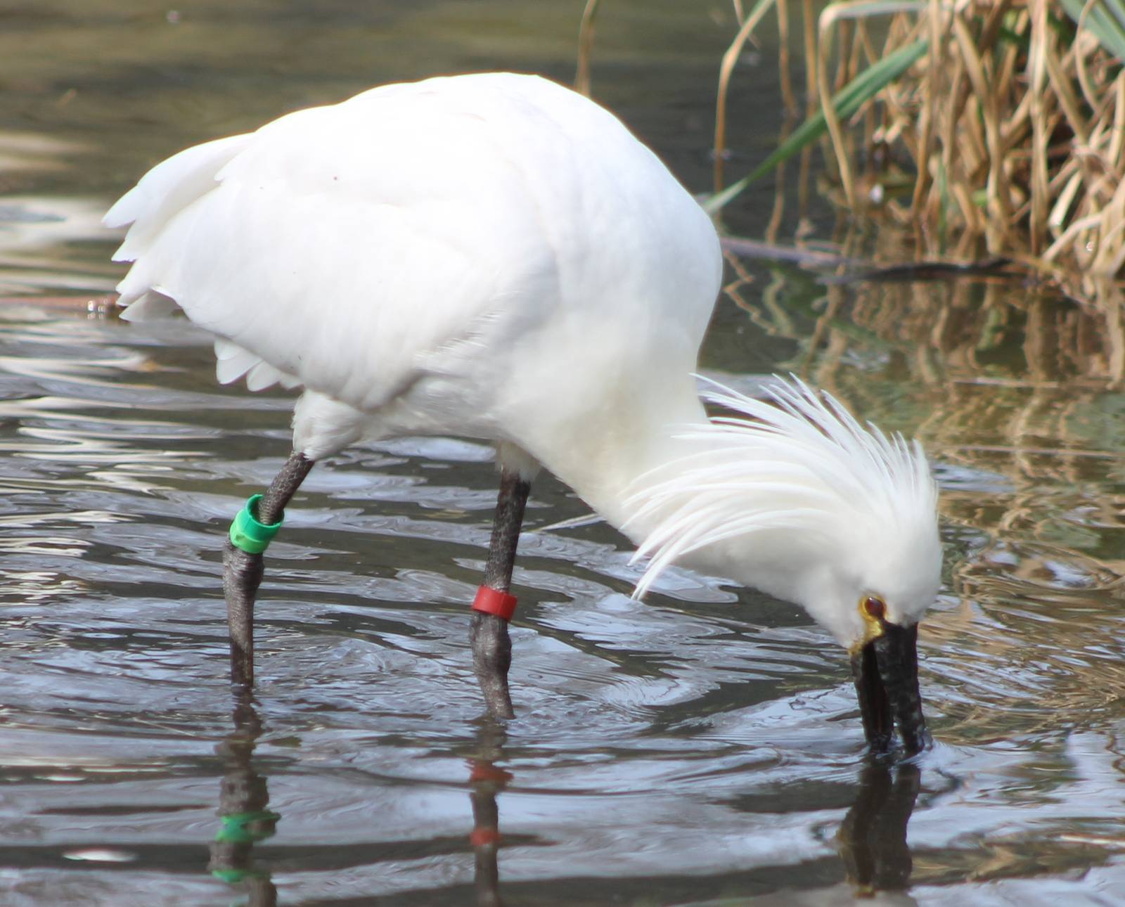European spoonbill