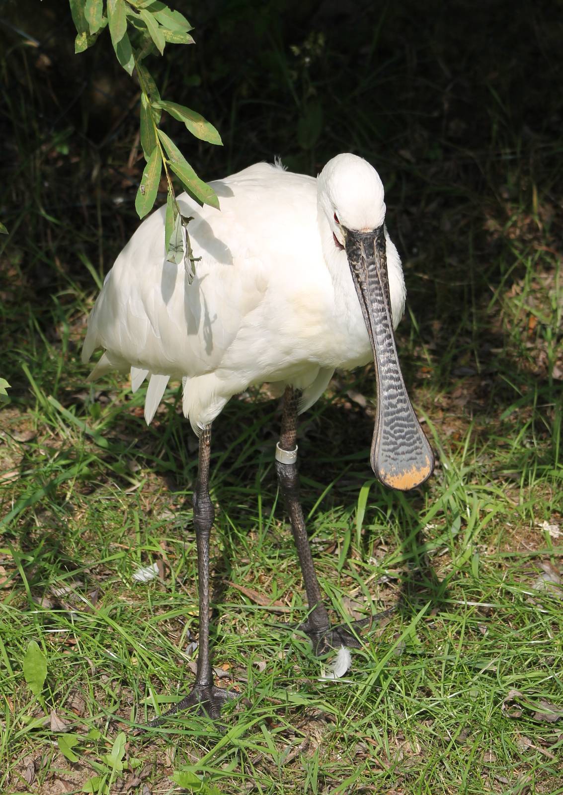 European spoonbill