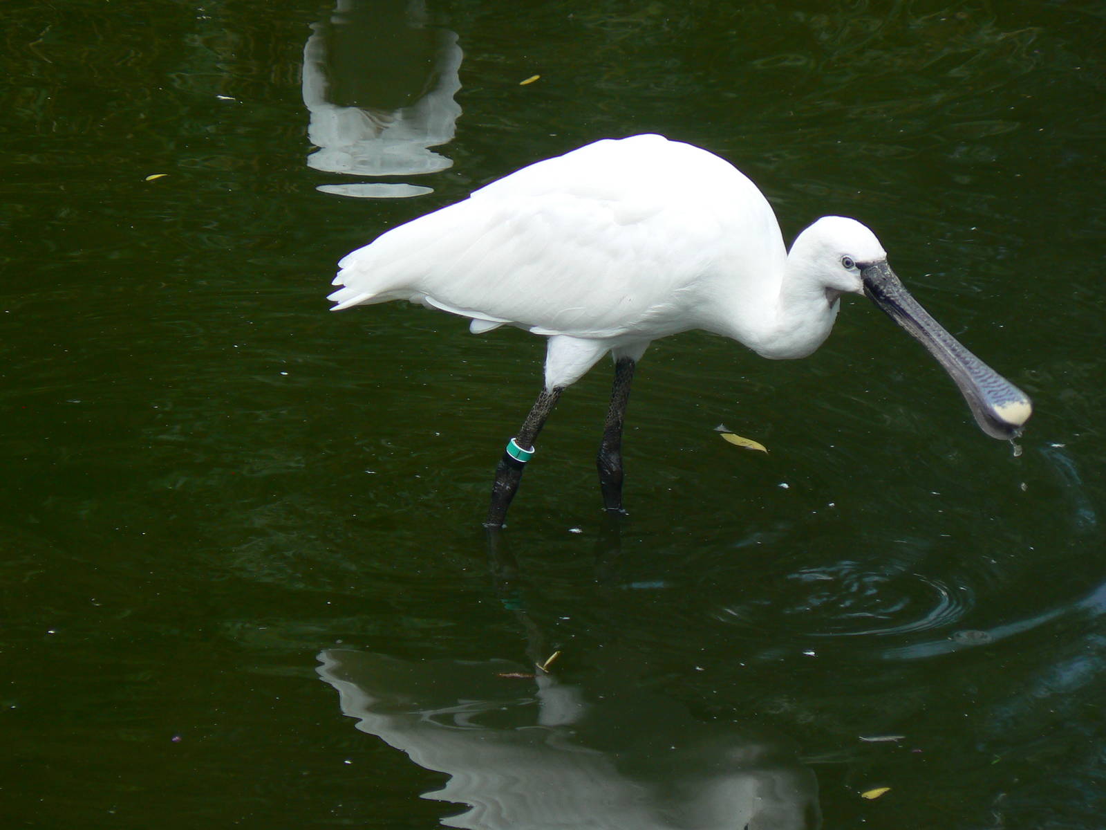 European Spoonbill