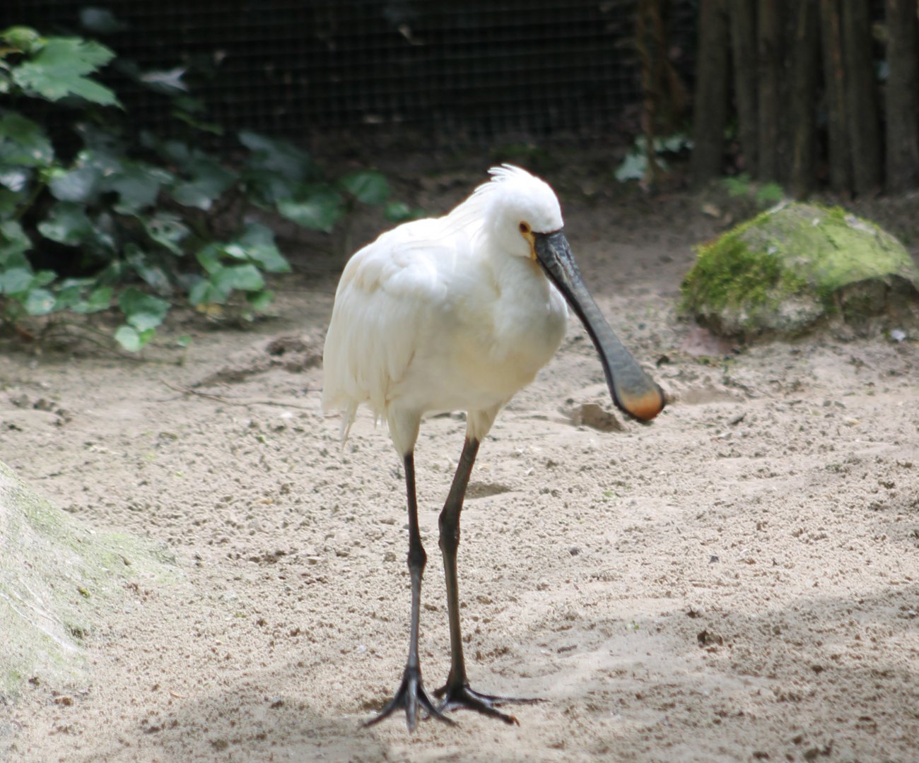 European spoonbill