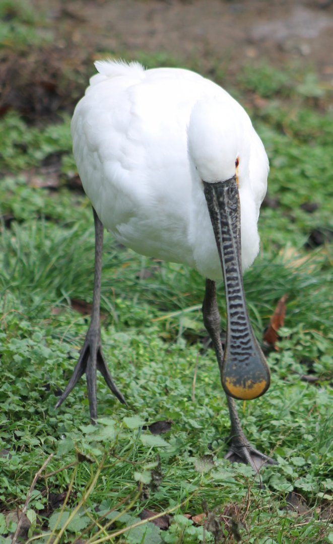 European spoonbill