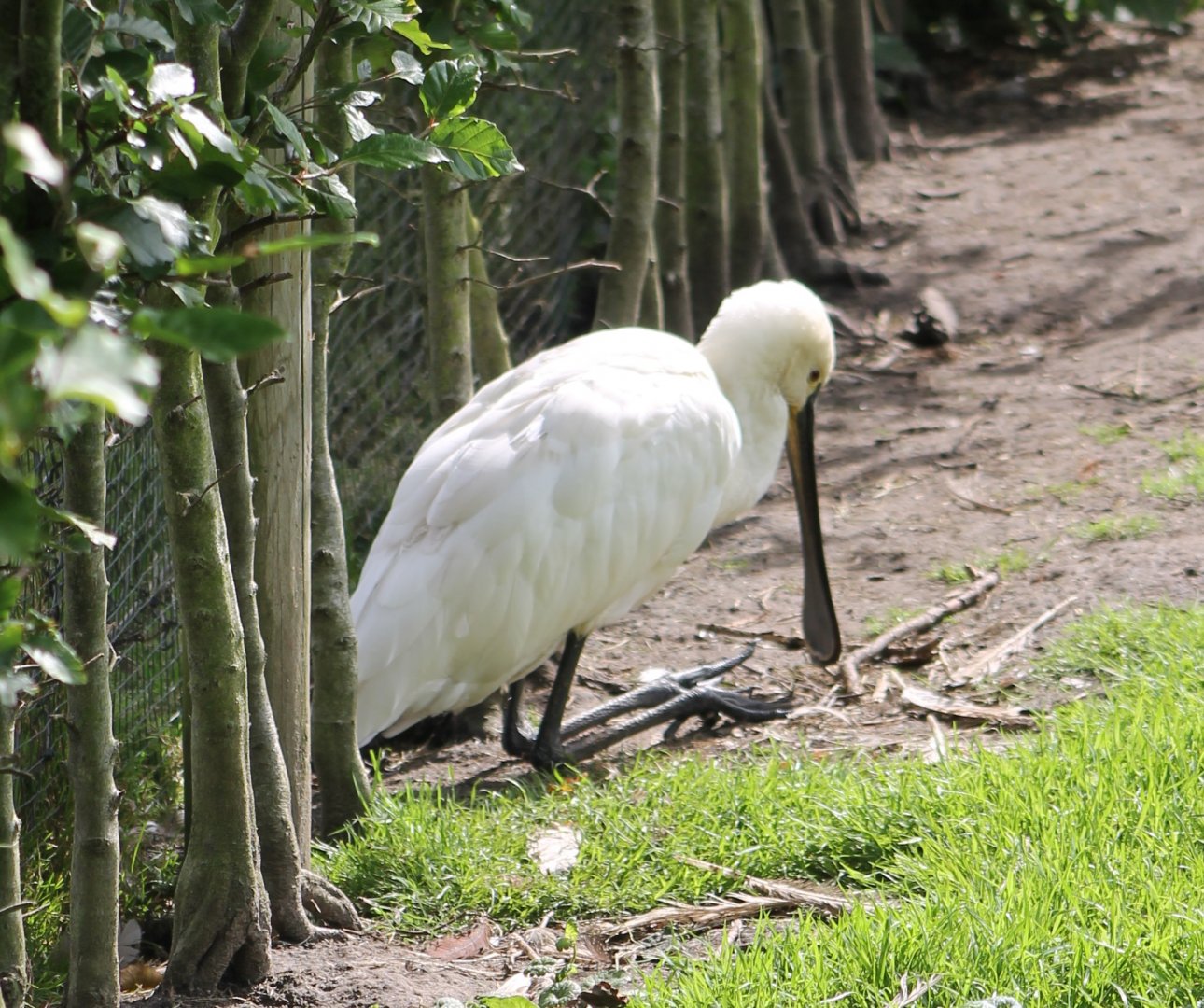 European spoonbill
