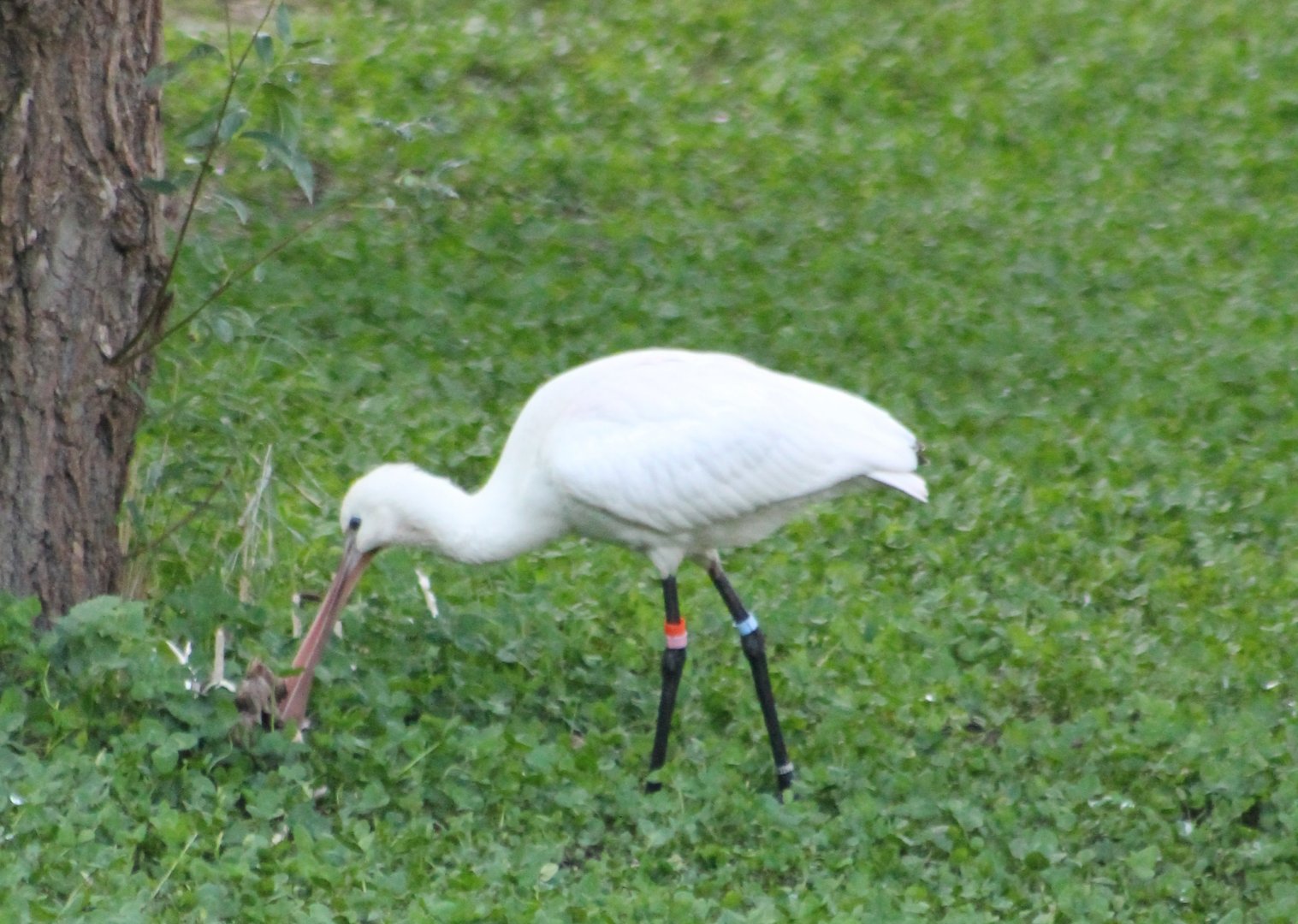 European spoonbill