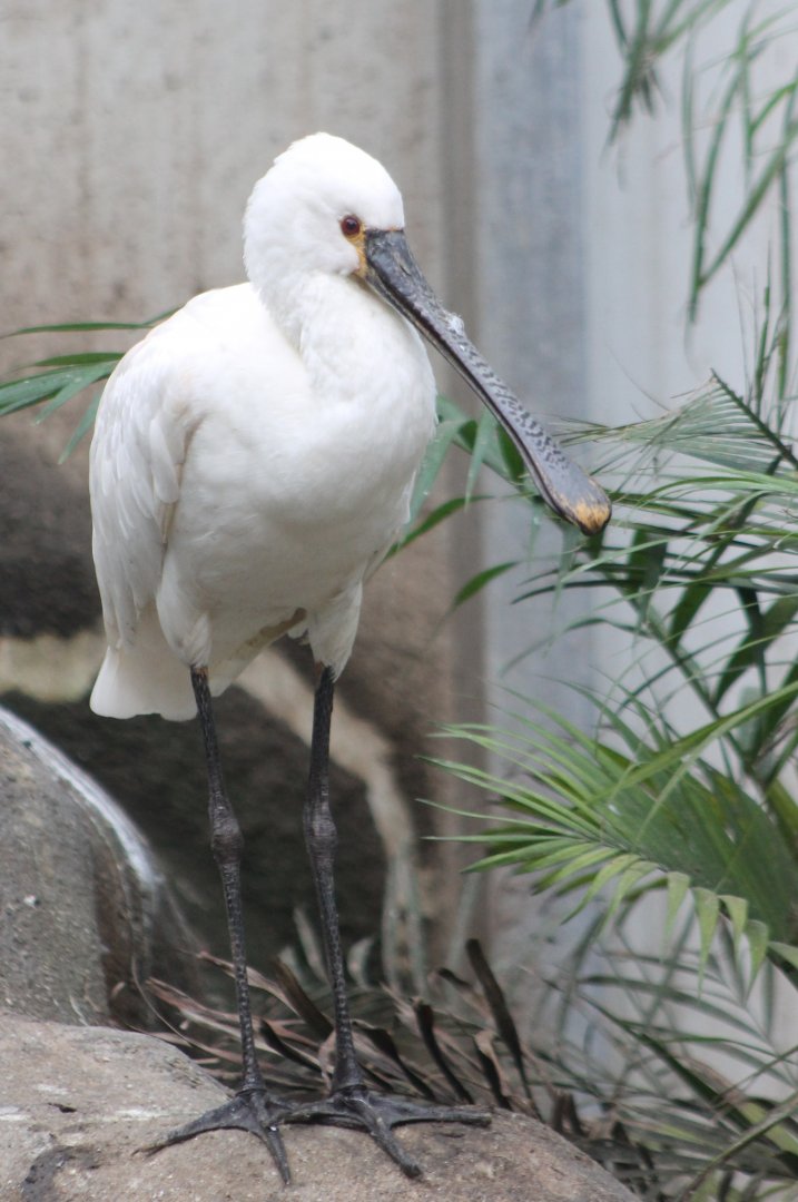 European spoonbill