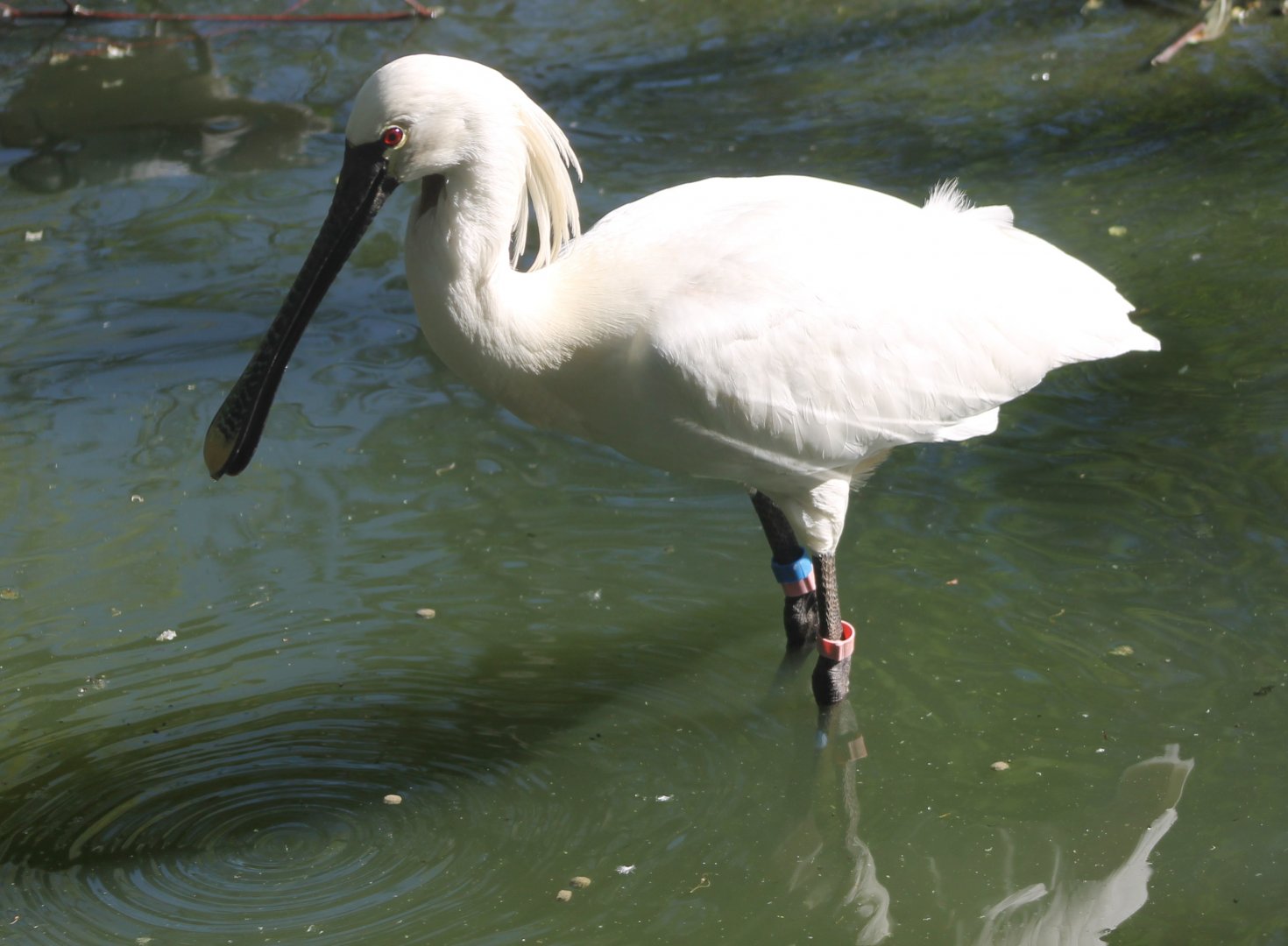 European spoonbill