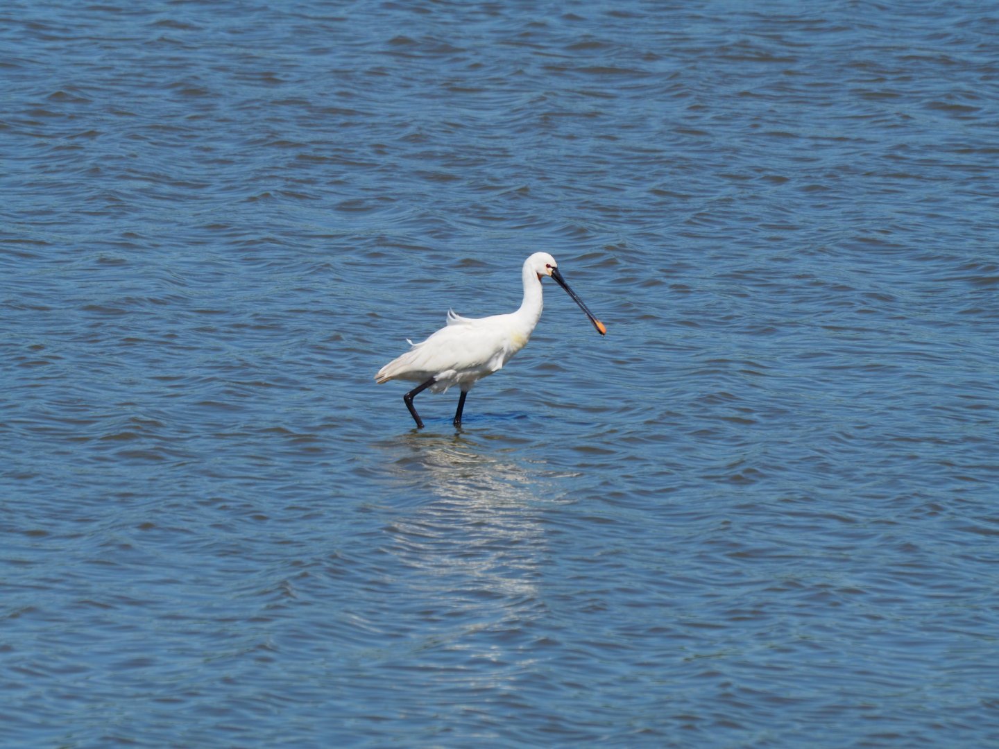 European Spoonbill
