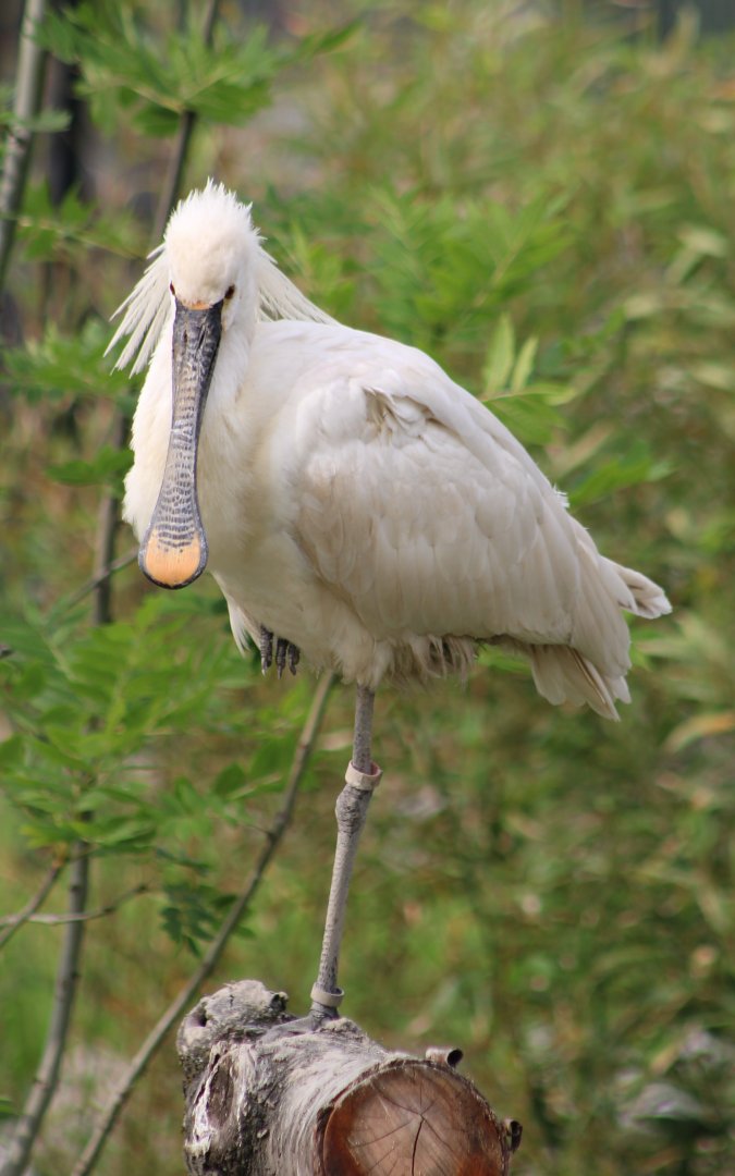 European spoonbill