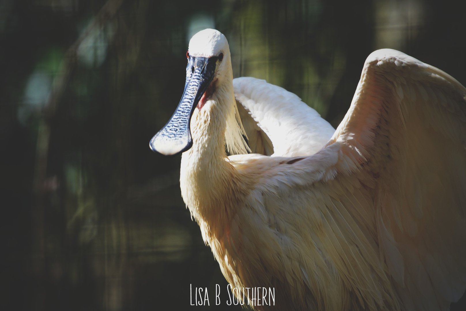 European Spoonbill