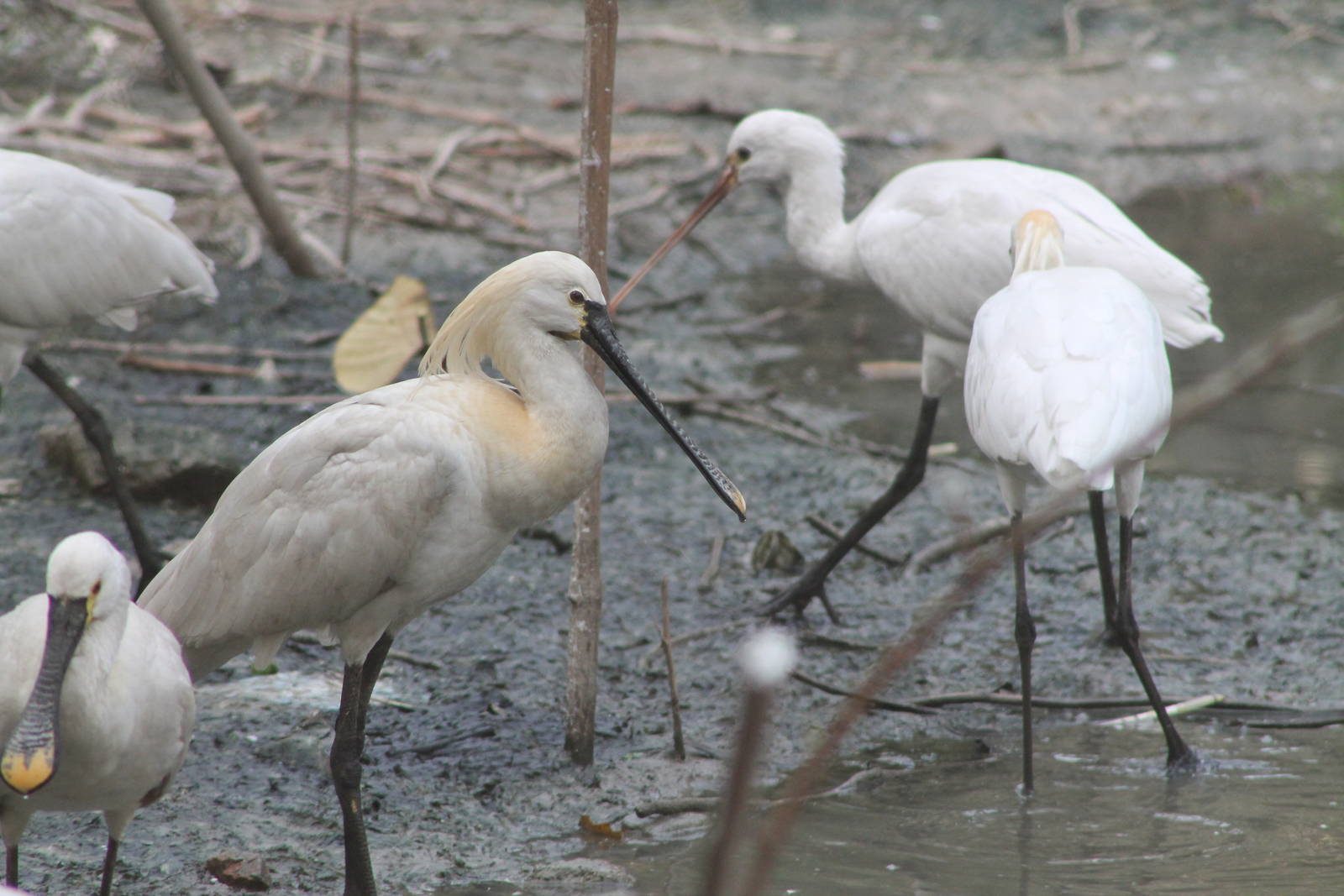 European spoonbills (Platalea leucorodia)