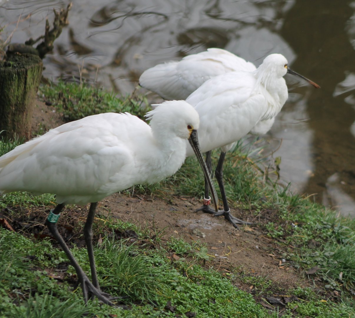 European spoonbills