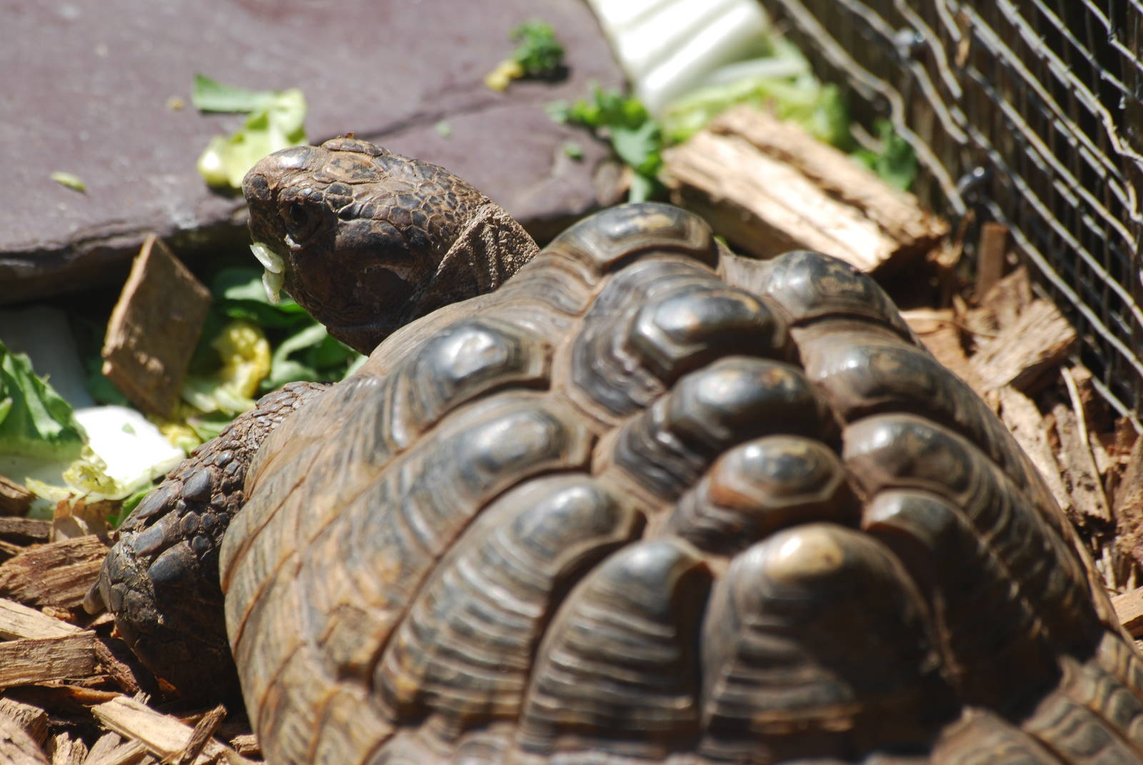 European spur-thighed tortoise
