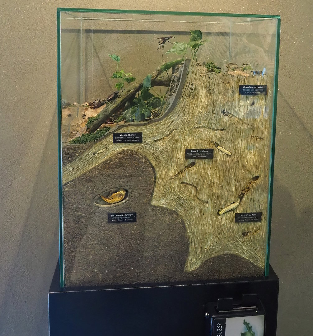 European stag beetle life cycle diorama, 2022-08-20