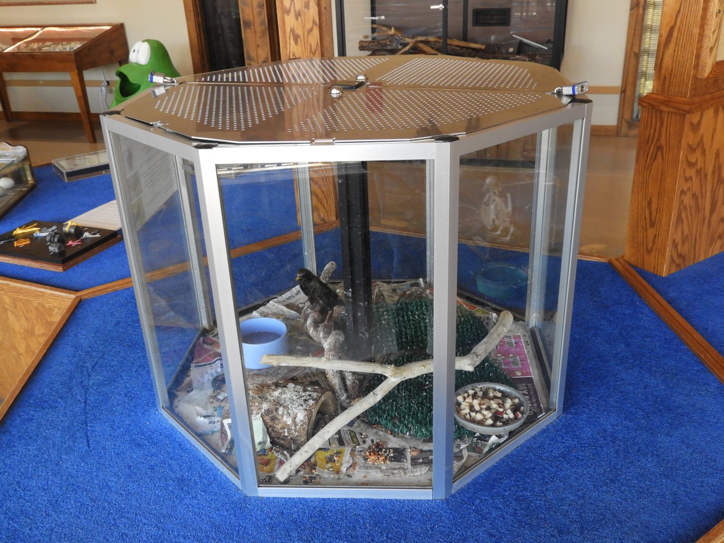 European Starling exhibit - Nature Center - Bay Beach Wildlife Sanctuary