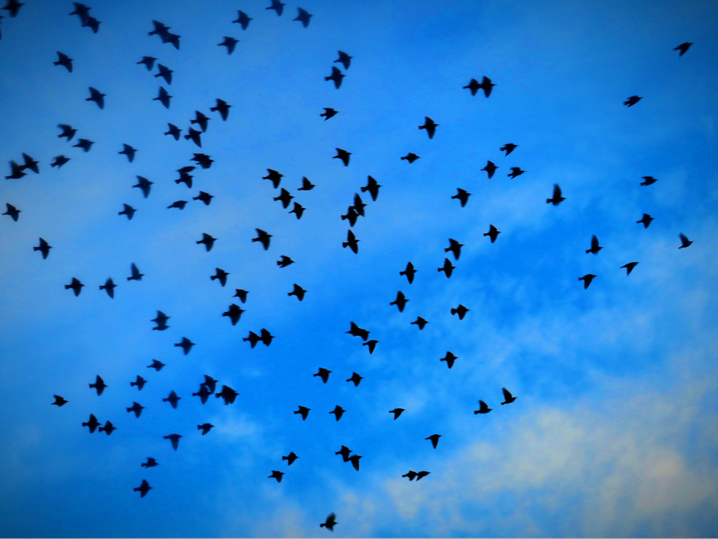 European starling flock.