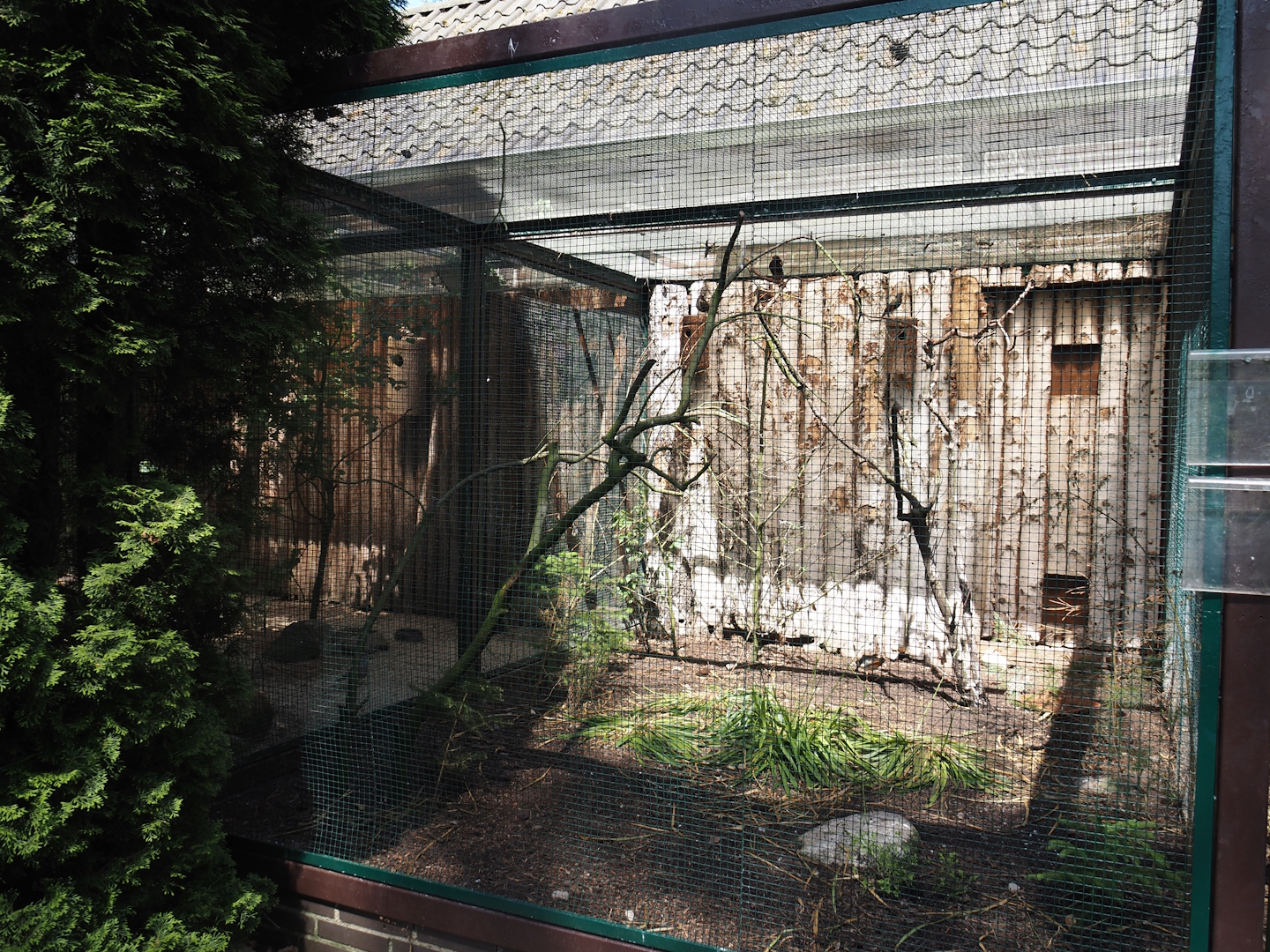 European starling, Northern lapwing and Eurasian quail aviary, 2024-05-21