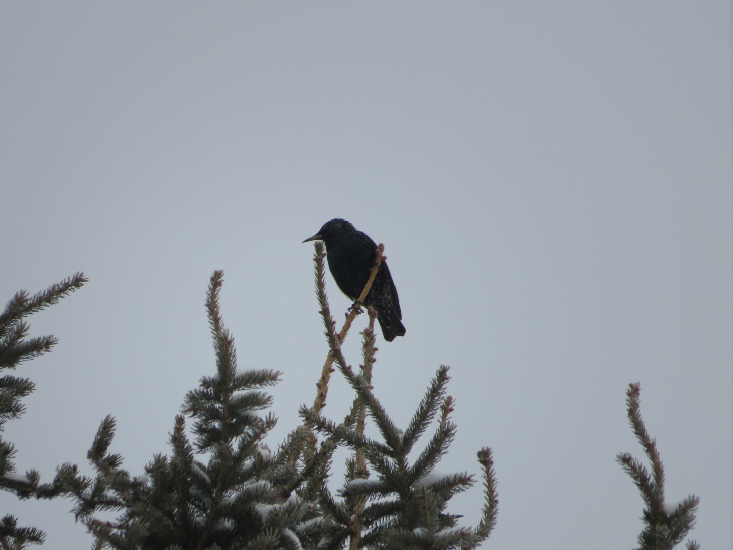 European Starling Silhouette.