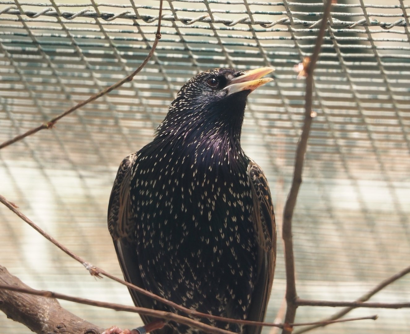 European starling (Sturnus vulgaris vulgaris), 2024-05-21