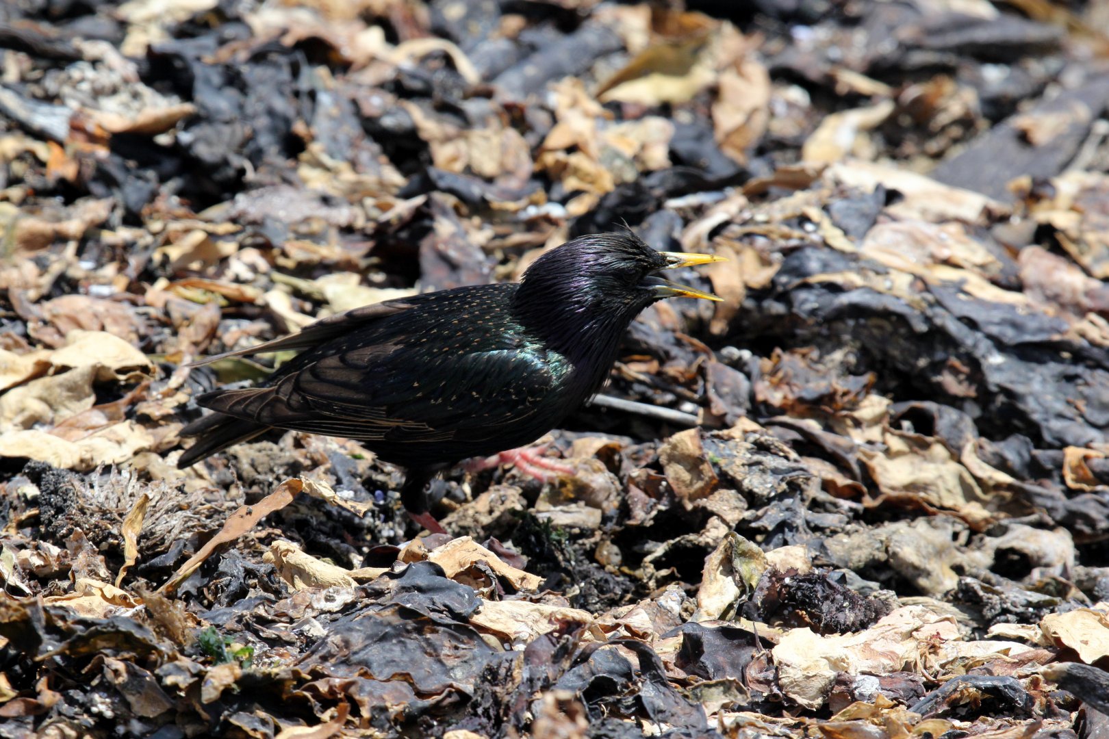 European Starling (Sturnus vulgaris)