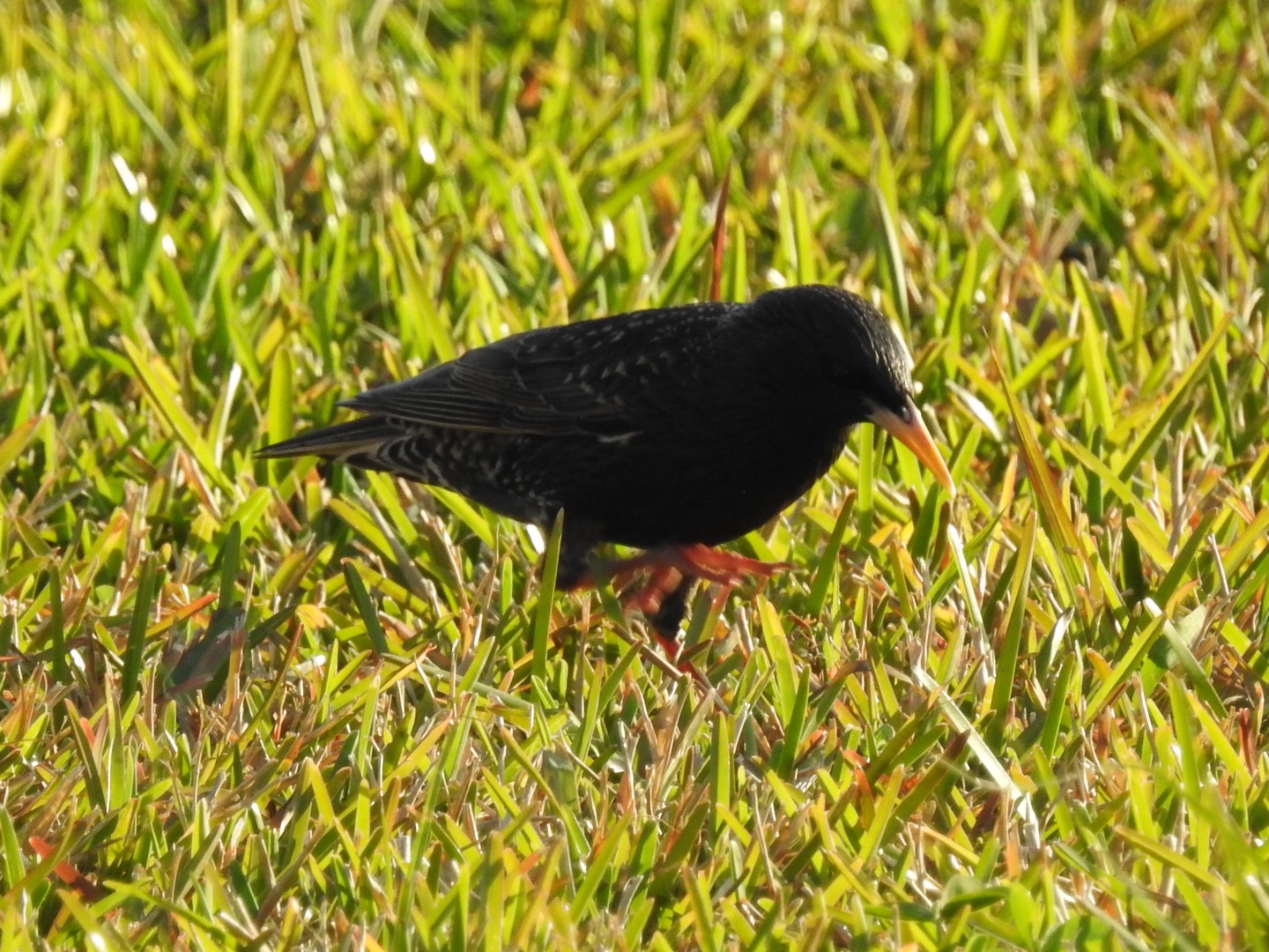 European Starling (Sturnus vulgaris)