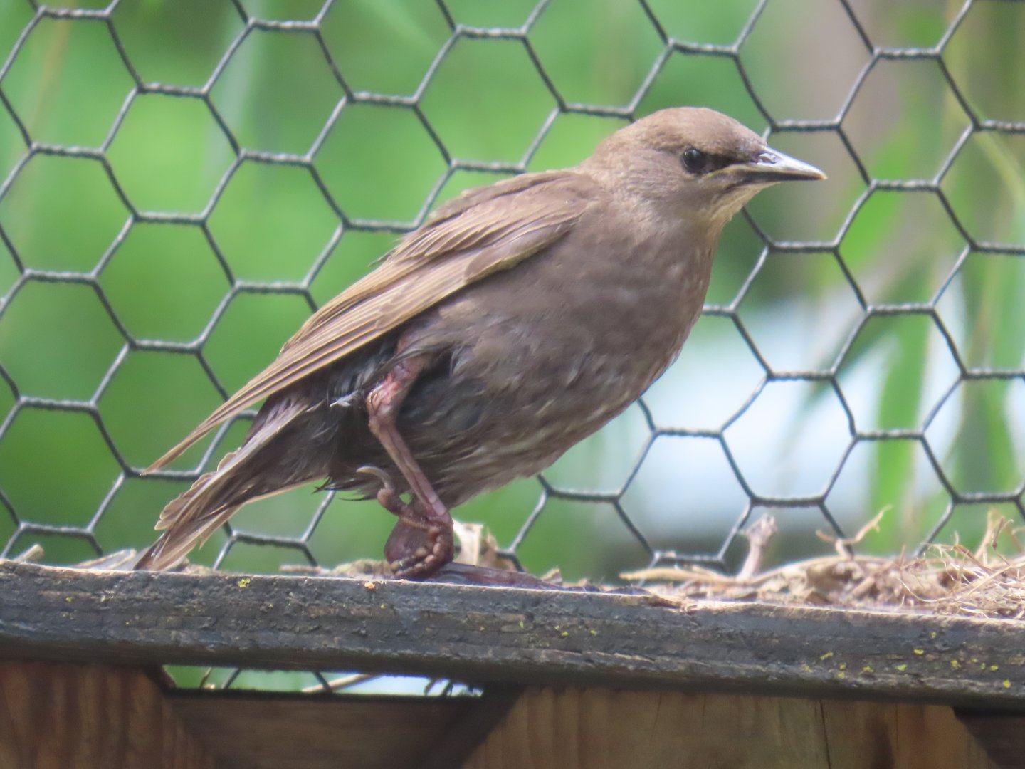 European Starling (Sturnus vulgaris)
