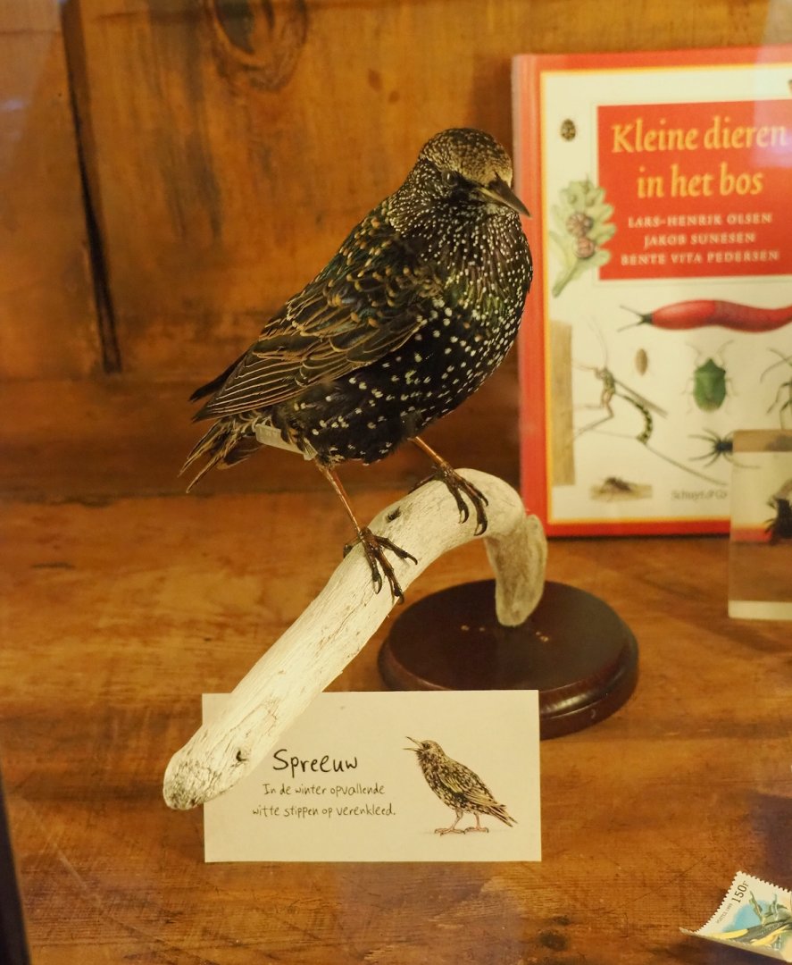 European starling taxidermy, 2023-09-24