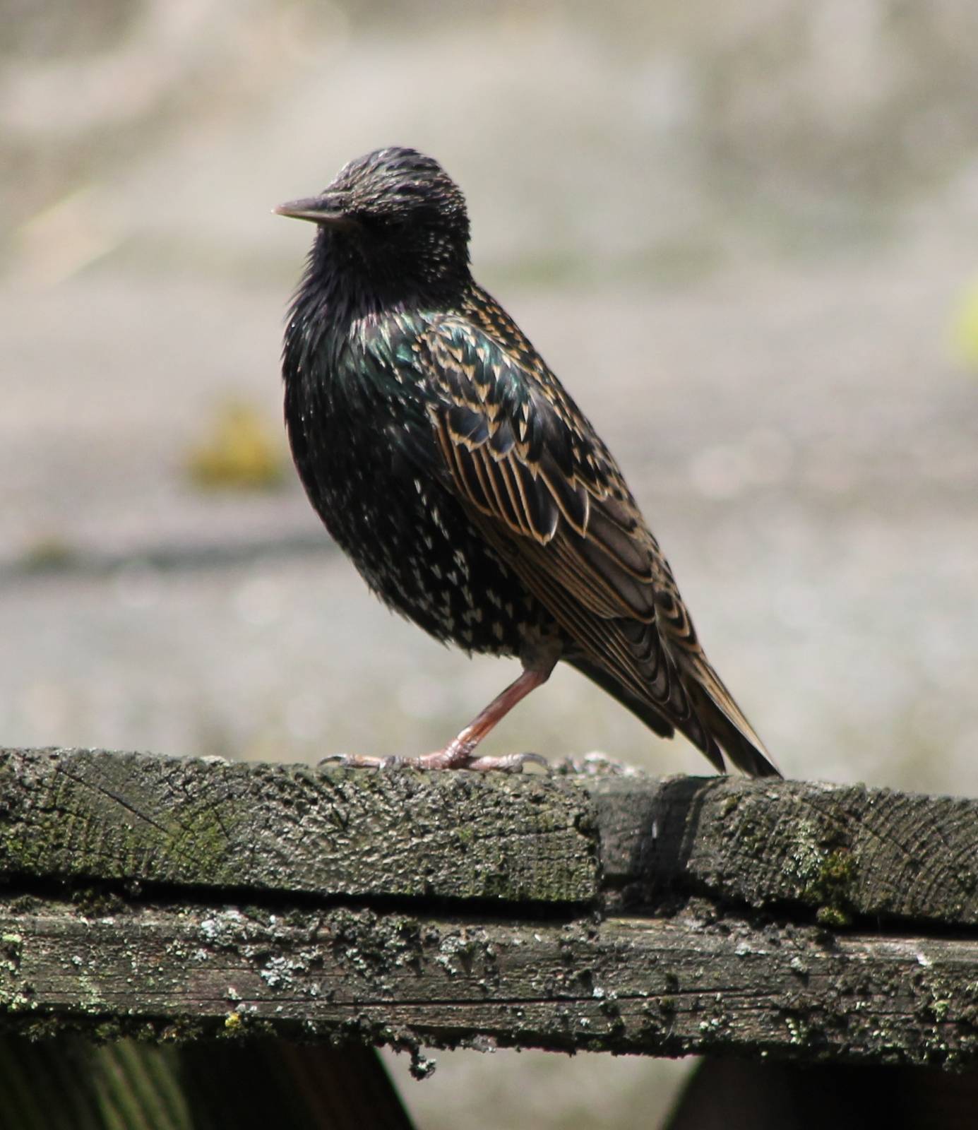 European starling